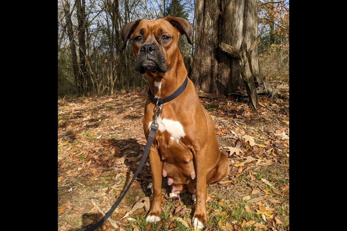 AKC Boxer Puppies breeder image 2