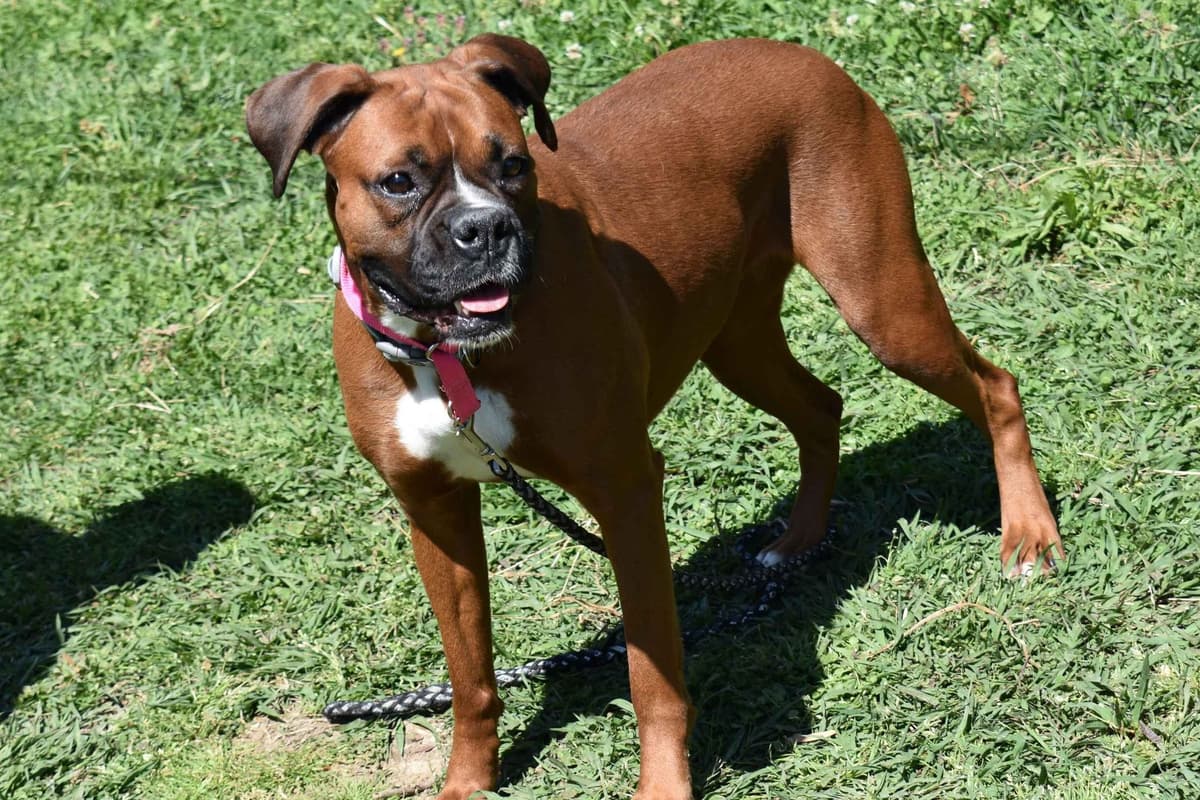AKC Boxer Puppies breeder image 4