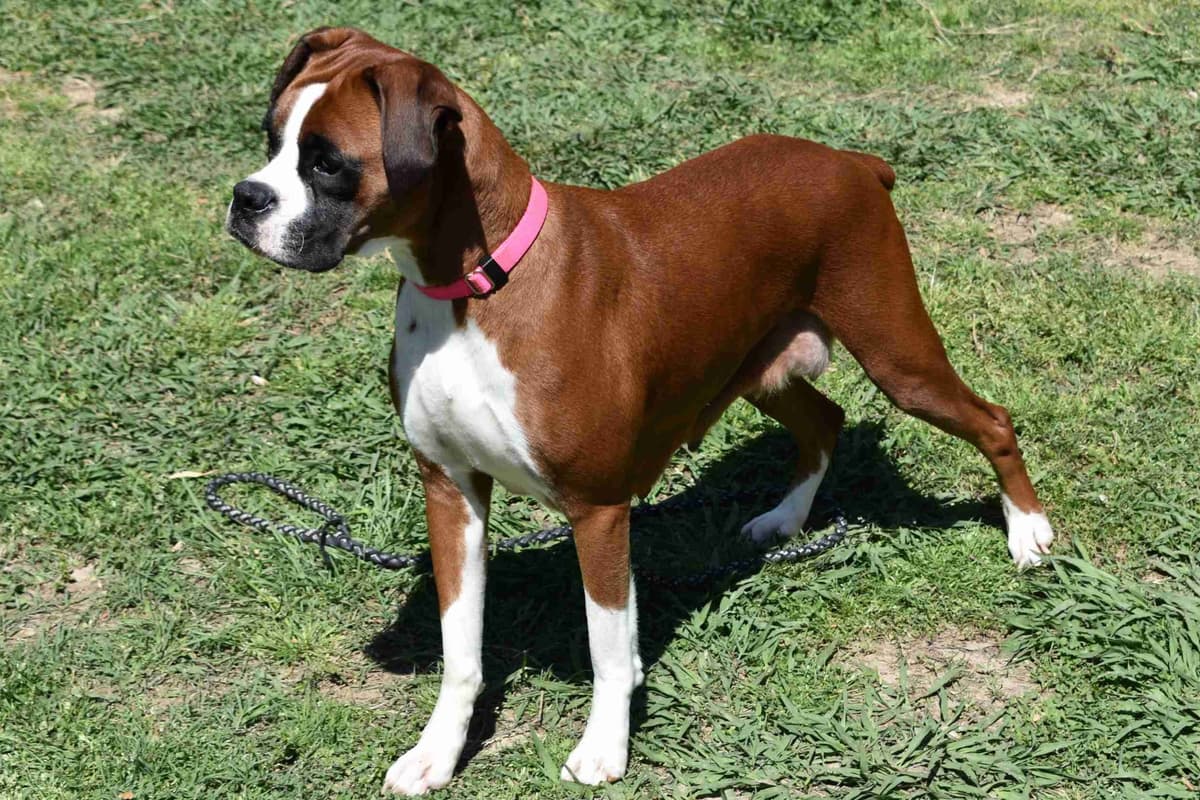 AKC Boxer Puppies breeder image 5