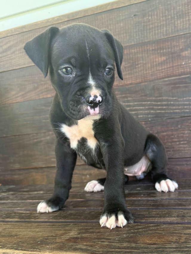 AKC Boxer Puppies media 2