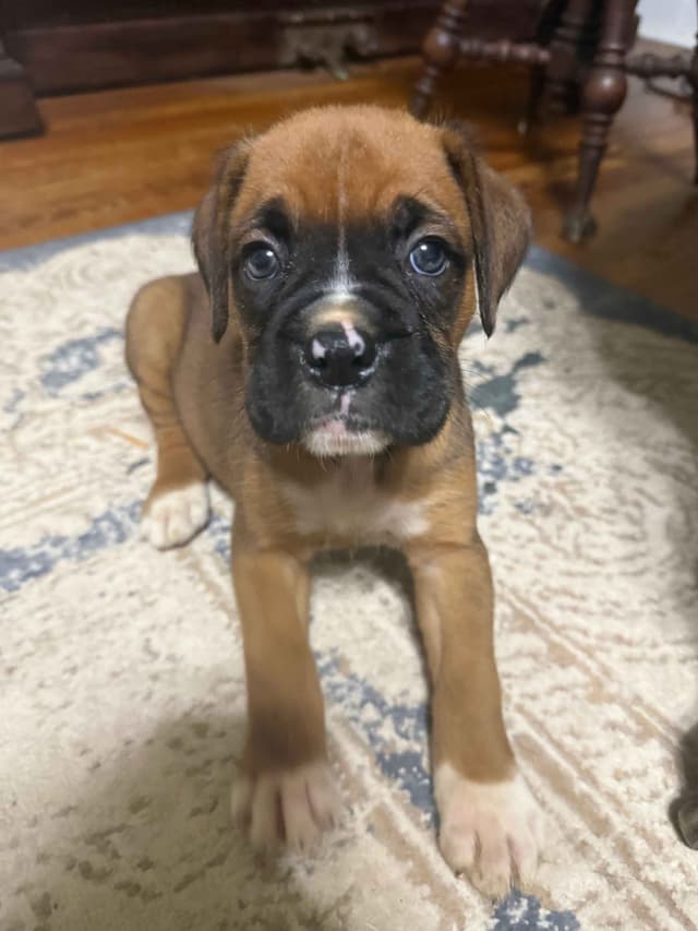 AKC Boxer Puppies media 3