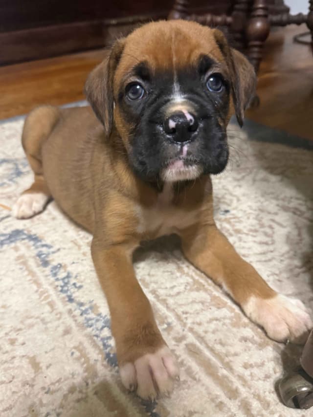 AKC Boxer Puppies media 4