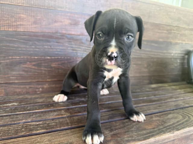 AKC Boxer Puppies media 5