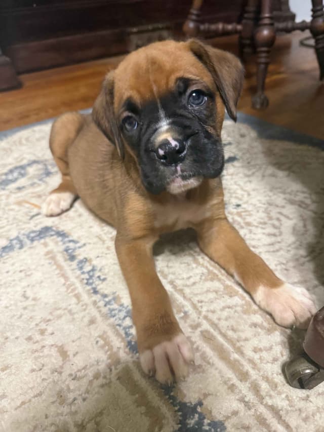 AKC Boxer Puppies media 6