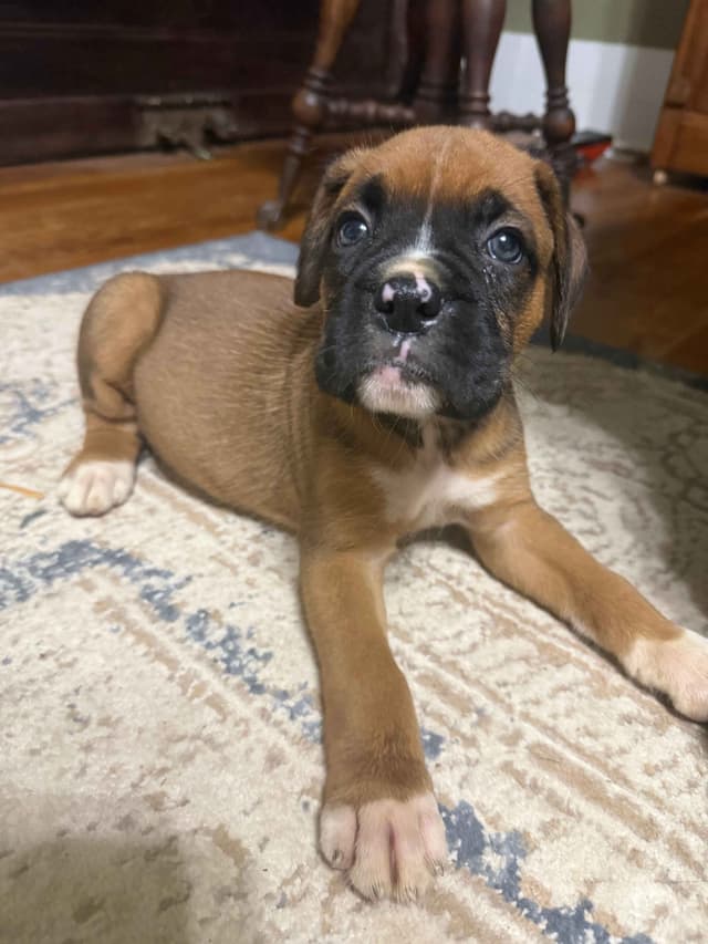 AKC Boxer Puppies media 9