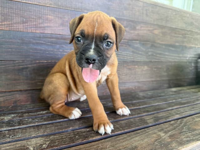 AKC Boxer Puppies media 7