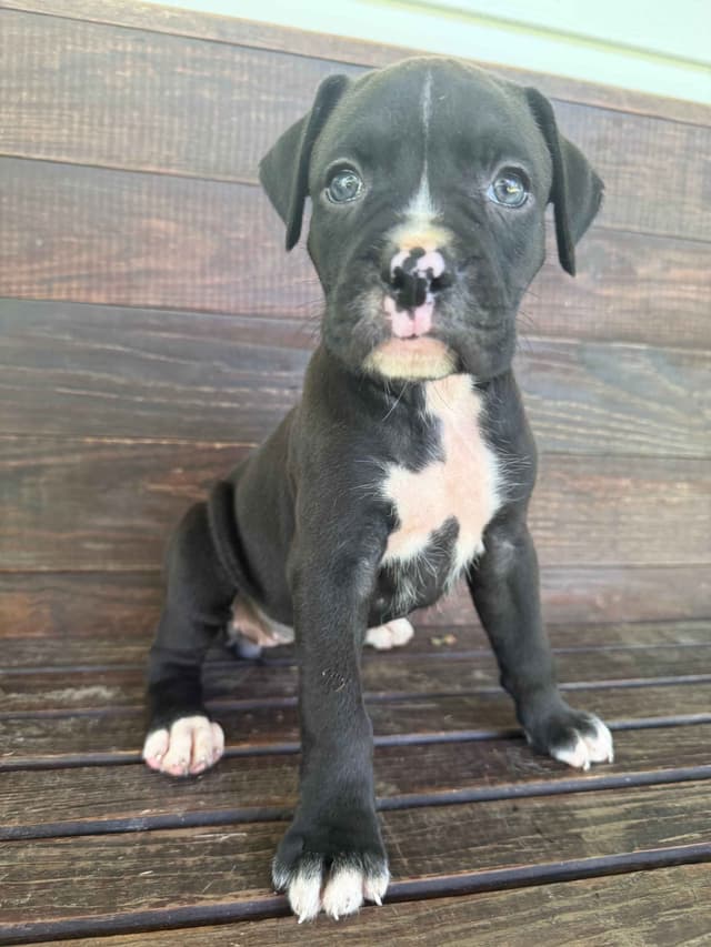 AKC Boxer Puppies media 11