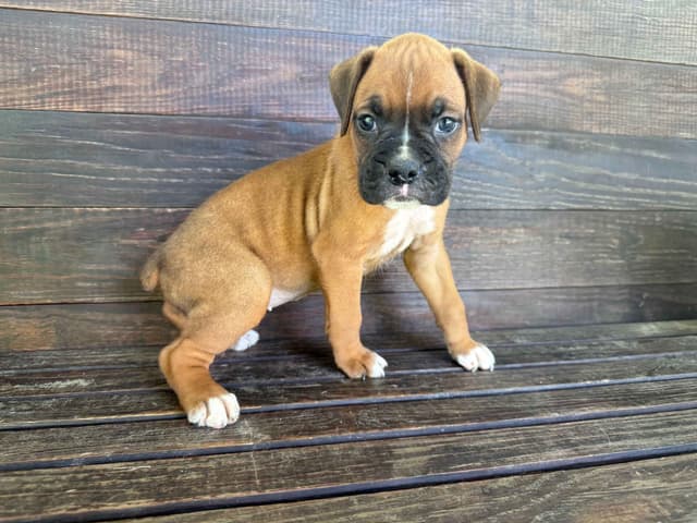 AKC Boxer Puppies media 12
