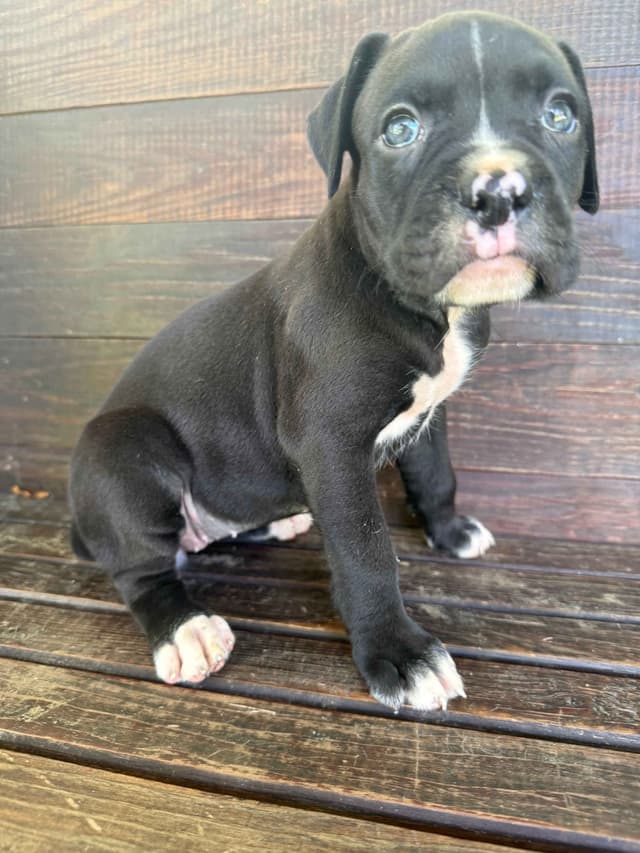 AKC Boxer Puppies media 13