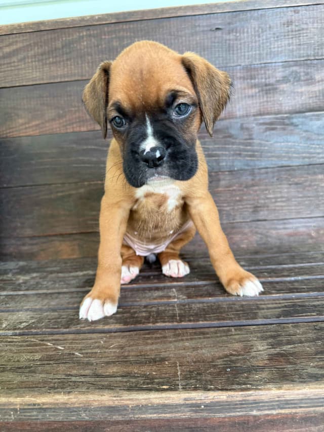 AKC Boxer Puppies media 14