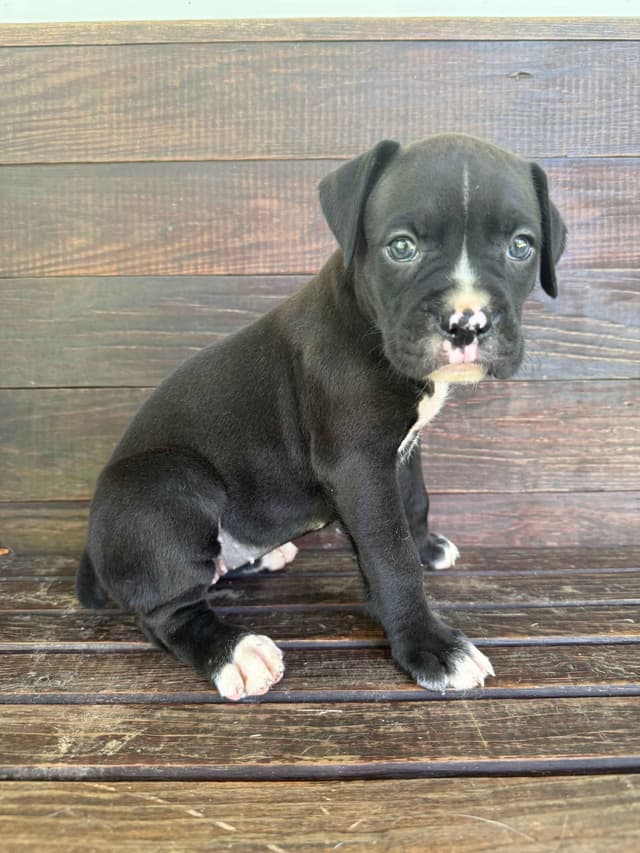 AKC Boxer Puppies media 16