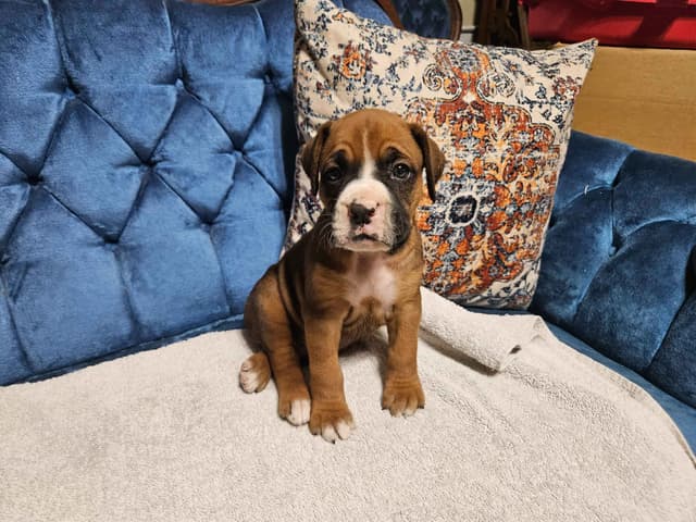 AKC Boxer Puppies media 15