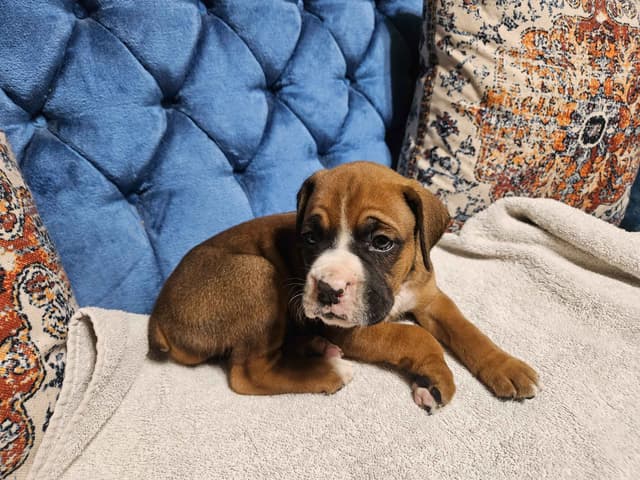 AKC Boxer Puppies media 18