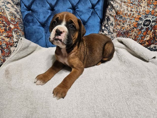 AKC Boxer Puppies media 17