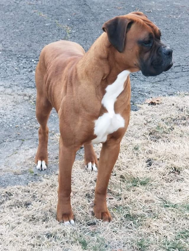 AKC Boxer Puppies media 20