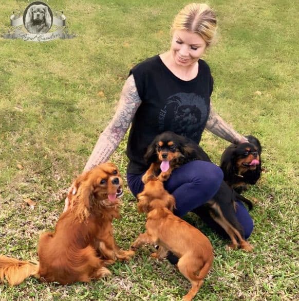 Cavalier King Charles Spaniel Puppies from Champion Bloodline breeder image 7