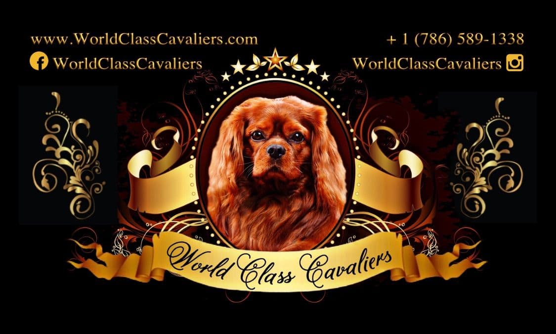 Cavalier King Charles Spaniel Puppies from Champion Bloodline breeder image 1