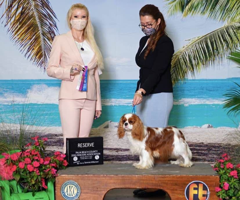 Cavalier King Charles Spaniel Puppies from Champion Bloodline breeder image 9