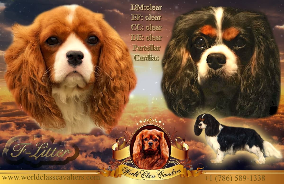 Cavalier King Charles Spaniel Puppies from Champion Bloodline breeder image 10