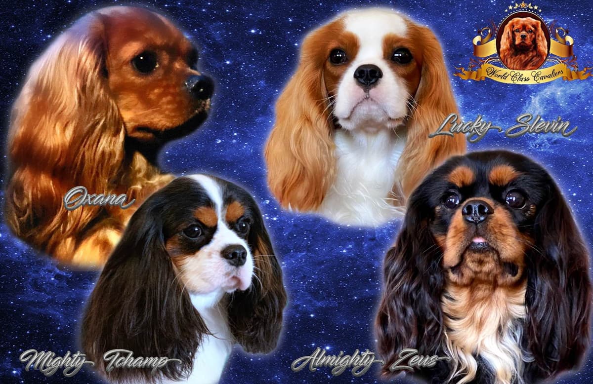Cavalier King Charles Spaniel Puppies from Champion Bloodline breeder image 11
