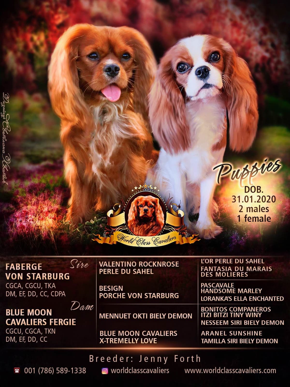 Cavalier King Charles Spaniel Puppies from Champion Bloodline breeder image 6