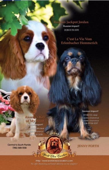Cavalier King Charles Spaniel Puppies from Champion Bloodline breeder image 5