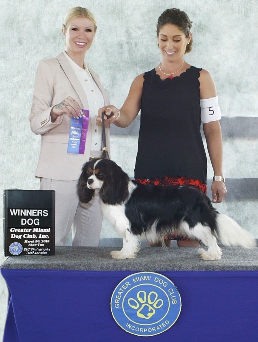 Cavalier King Charles Spaniel Puppies from Champion Bloodline breeder image 16