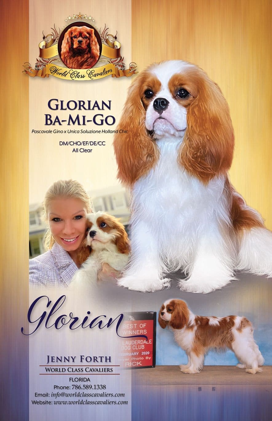 Cavalier King Charles Spaniel Puppies from Champion Bloodline breeder image 2