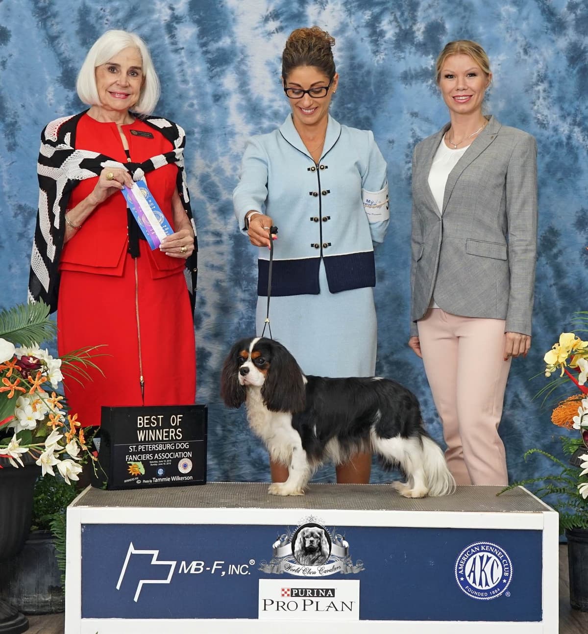 Cavalier King Charles Spaniel Puppies from Champion Bloodline breeder image 19