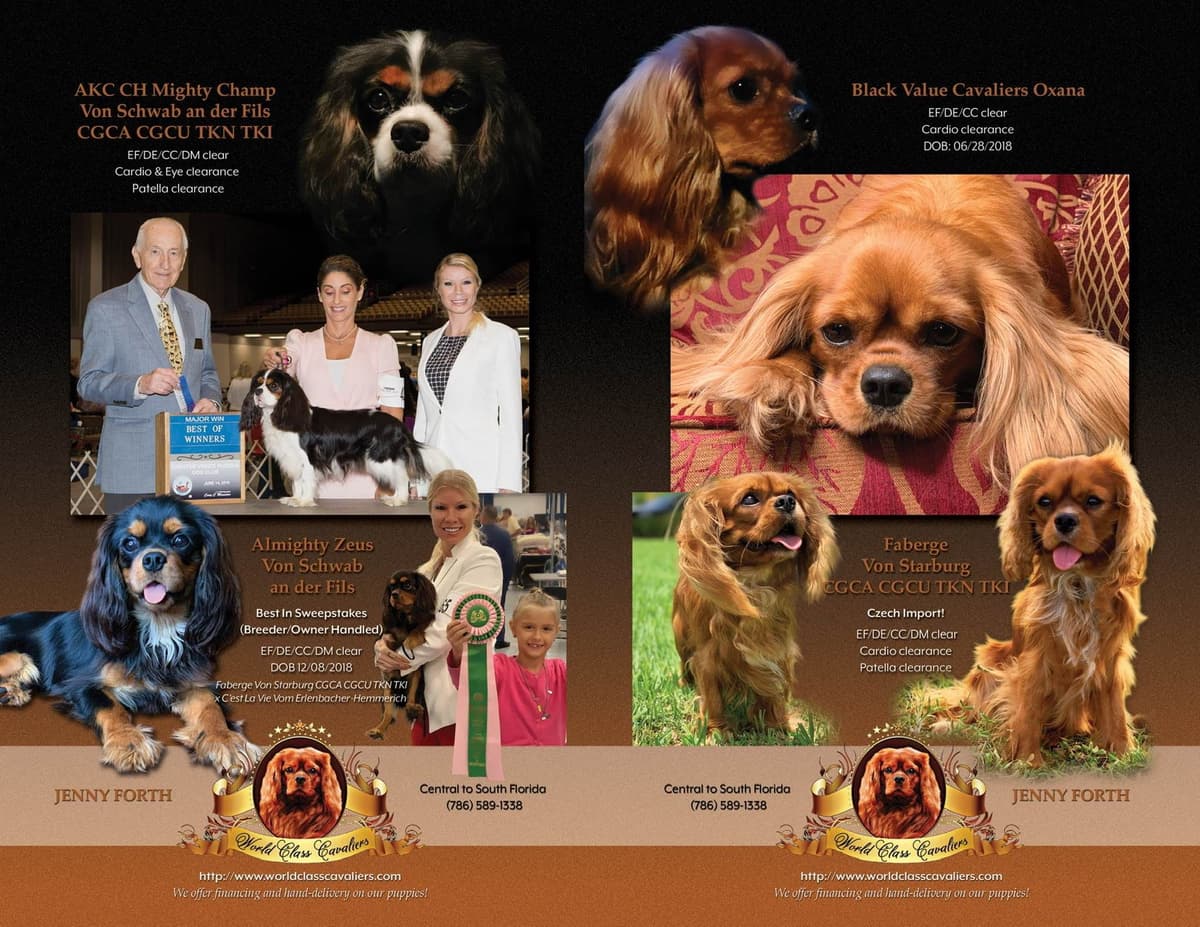 Cavalier King Charles Spaniel Puppies from Champion Bloodline breeder image 3
