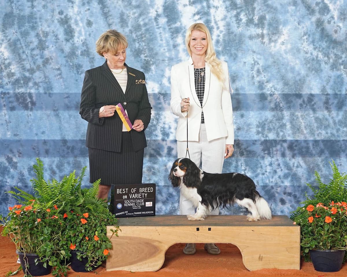 Cavalier King Charles Spaniel Puppies from Champion Bloodline breeder image 20