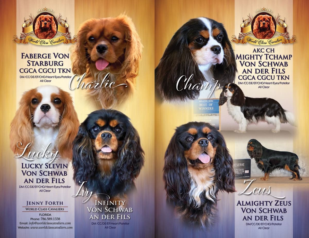 Cavalier King Charles Spaniel Puppies from Champion Bloodline breeder image 4