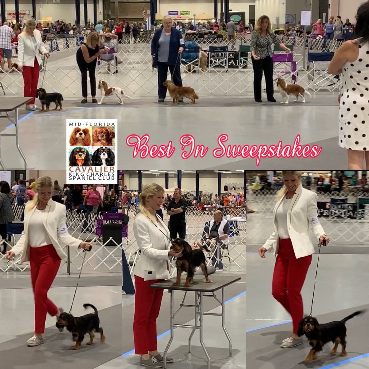 Cavalier King Charles Spaniel Puppies from Champion Bloodline breeder image 25