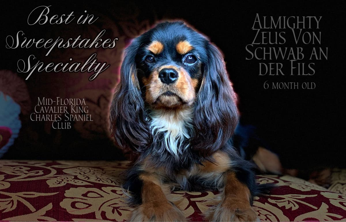 Cavalier King Charles Spaniel Puppies from Champion Bloodline breeder image 23
