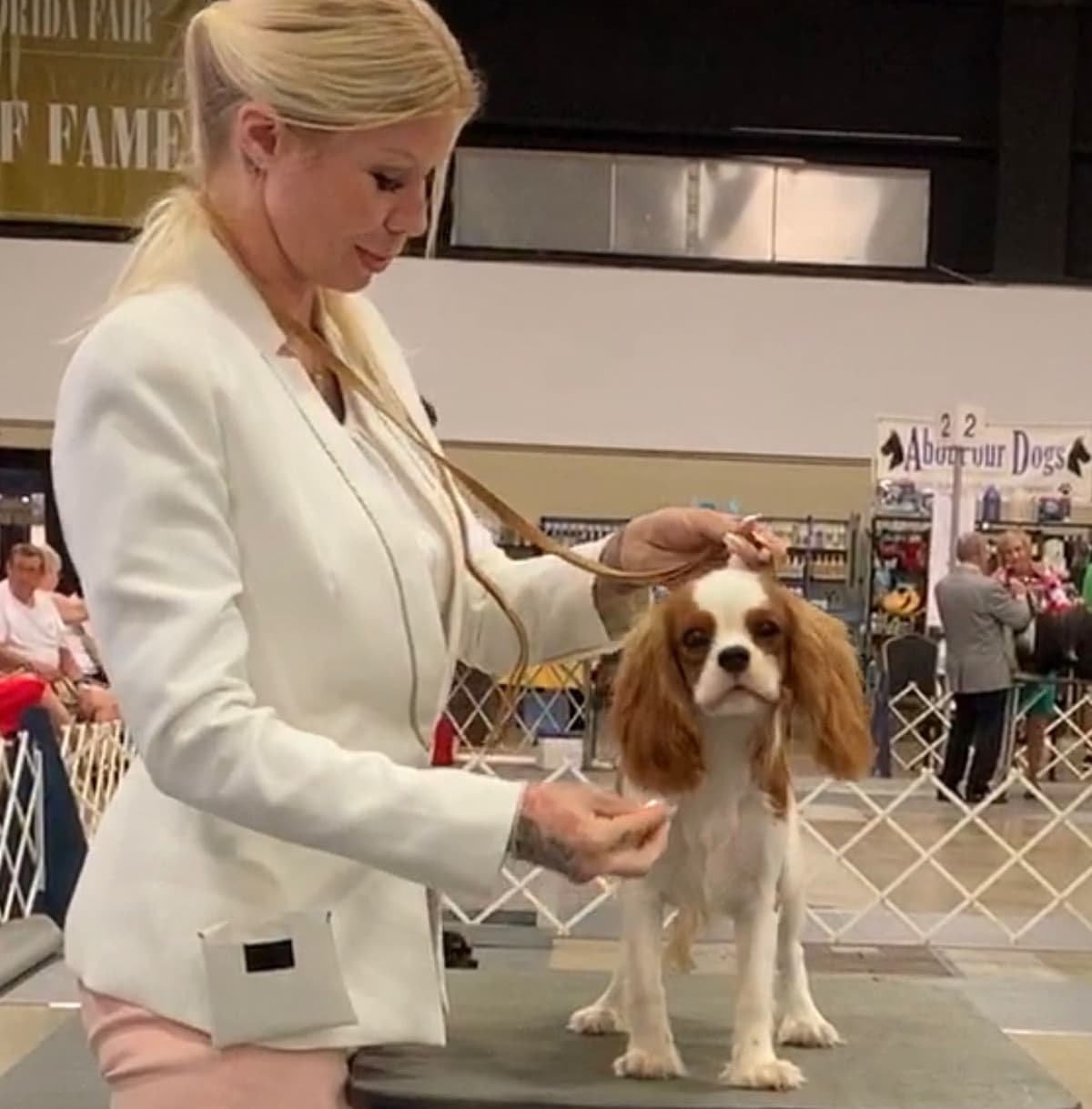 Cavalier King Charles Spaniel Puppies from Champion Bloodline breeder image 32