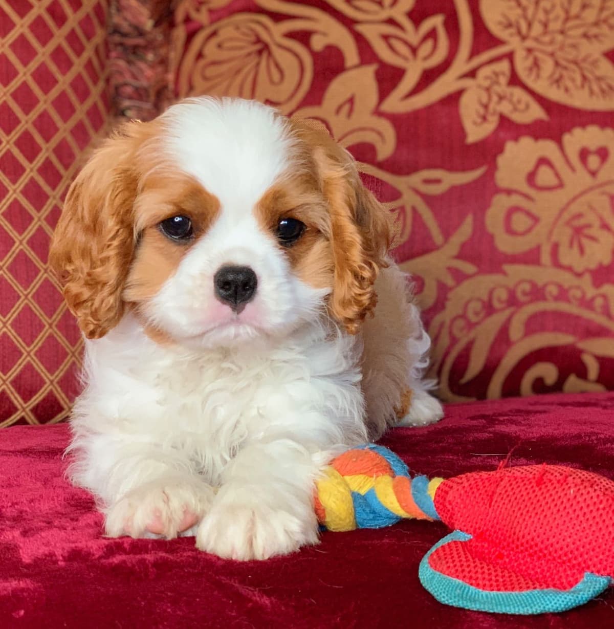 Cavalier King Charles Spaniel Puppies from Champion Bloodline breeder image 37