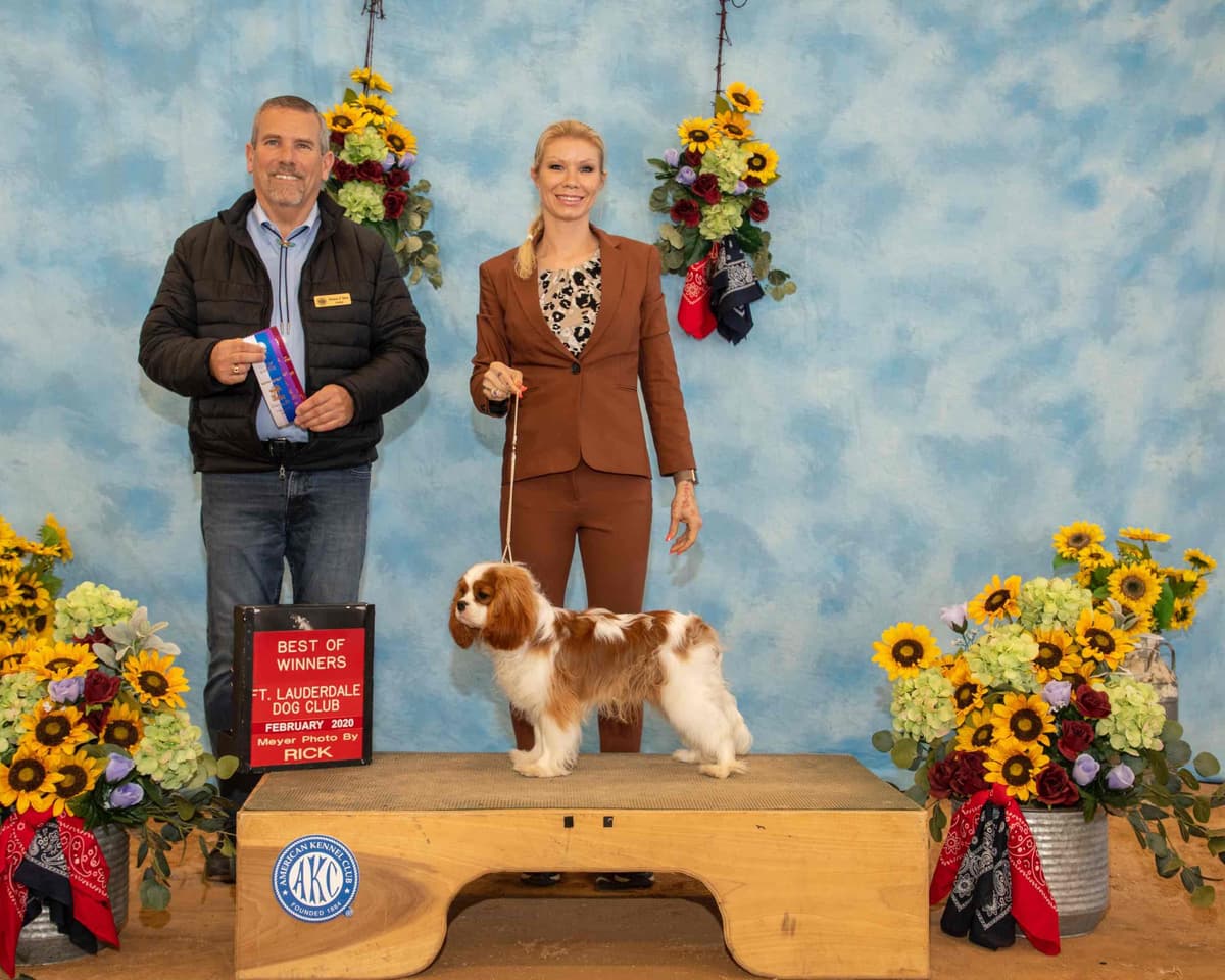 Cavalier King Charles Spaniel Puppies from Champion Bloodline breeder image 39
