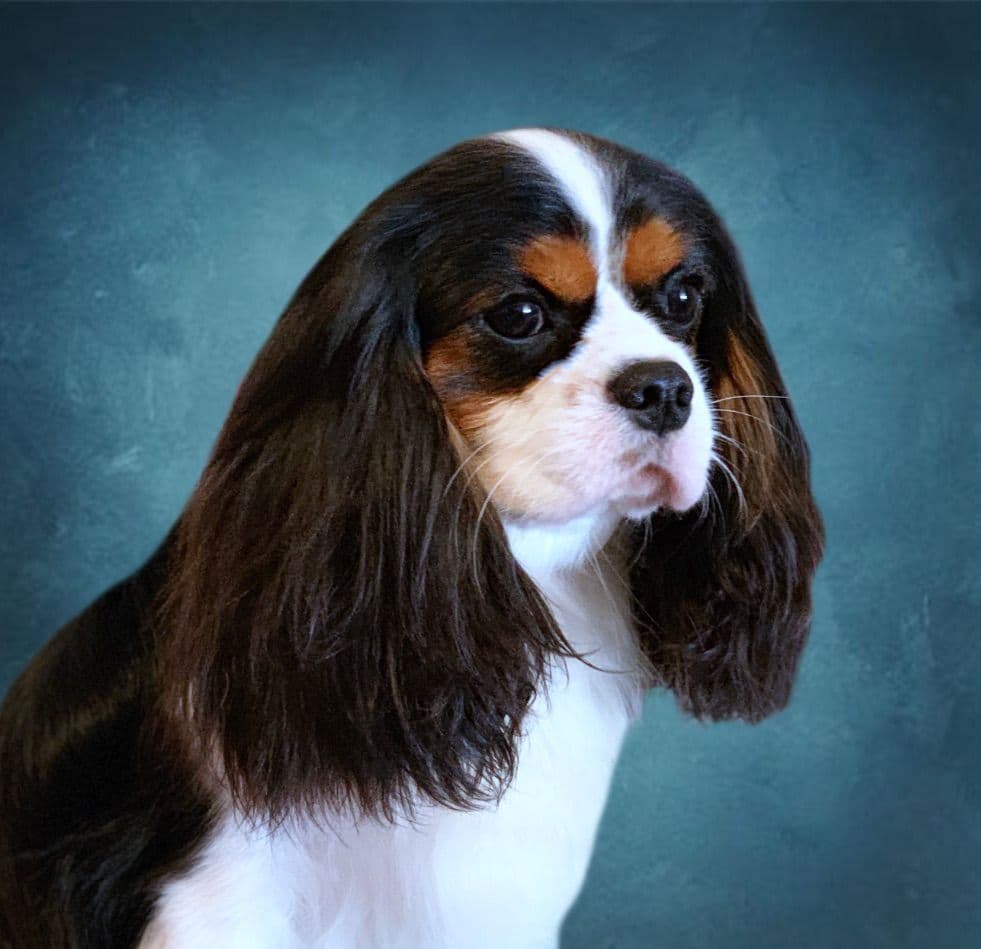Cavalier King Charles Spaniel Puppies from Champion Bloodline breeder image 43
