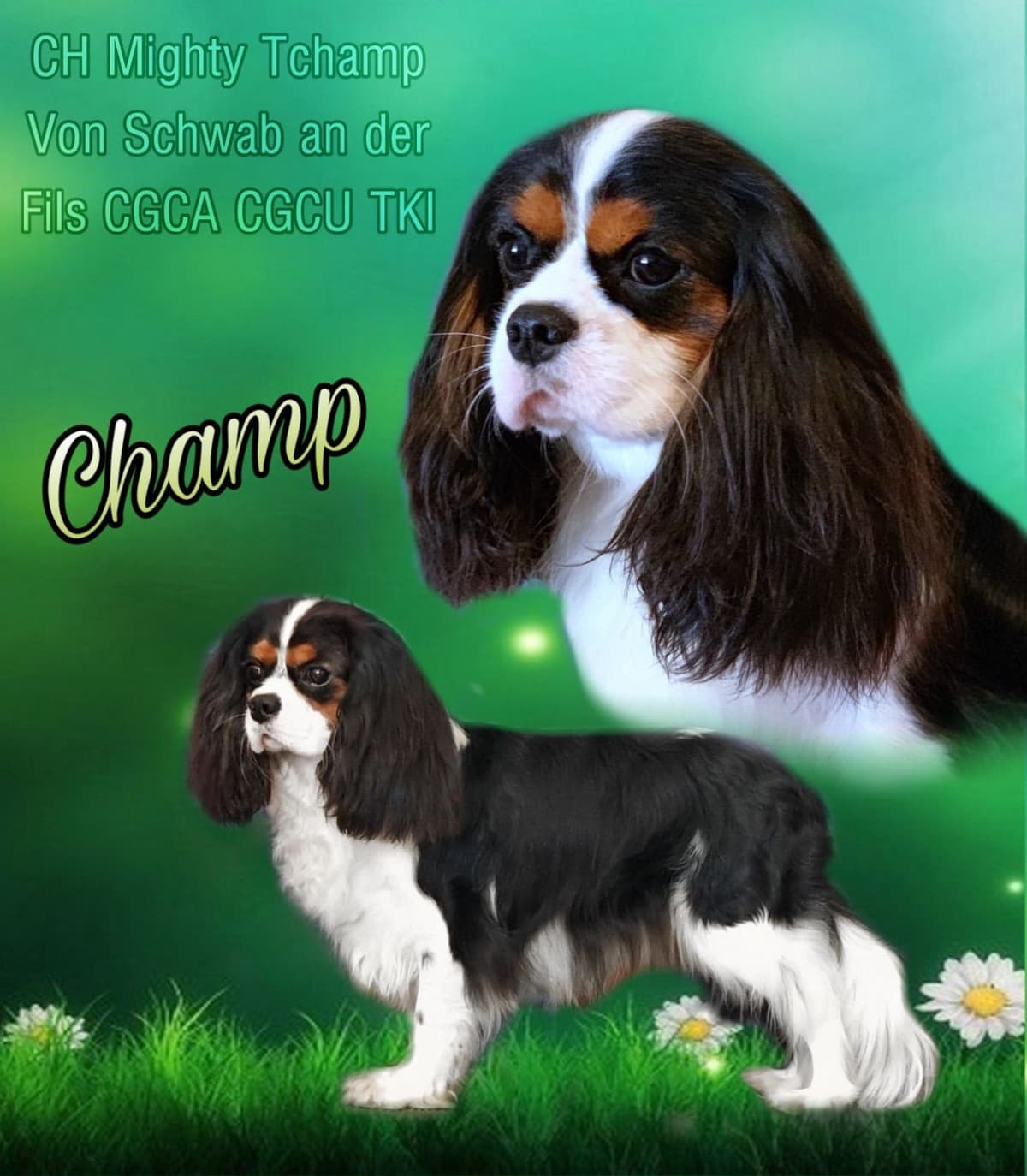 Cavalier King Charles Spaniel Puppies from Champion Bloodline breeder image 44