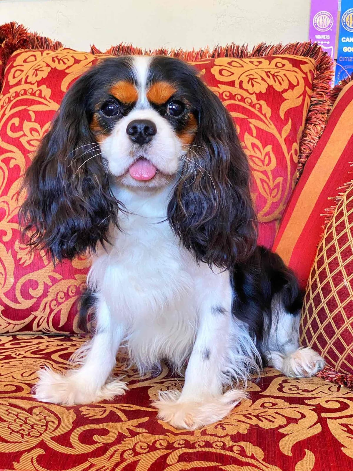 Cavalier King Charles Spaniel Puppies from Champion Bloodline breeder image 45
