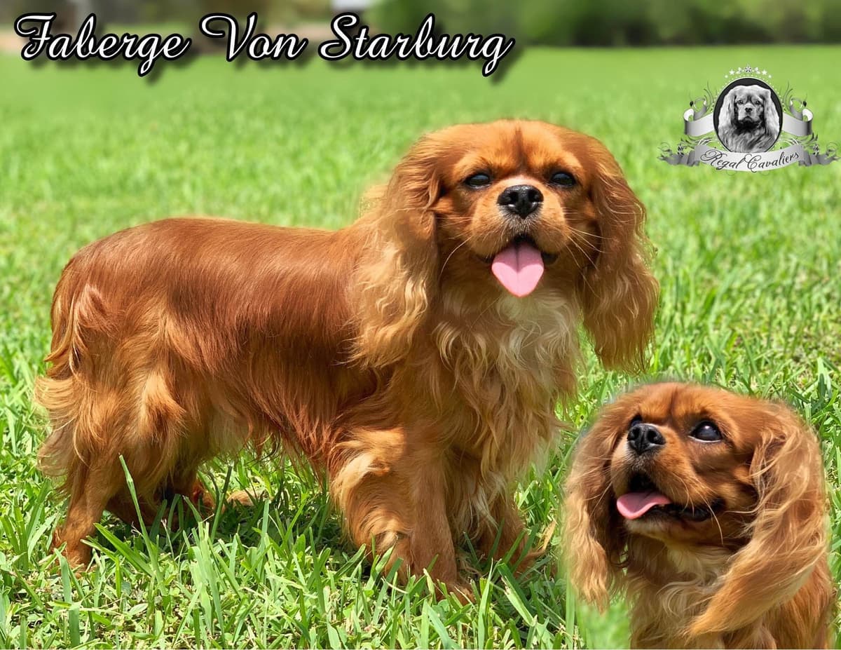 Cavalier King Charles Spaniel Puppies from Champion Bloodline breeder image 46