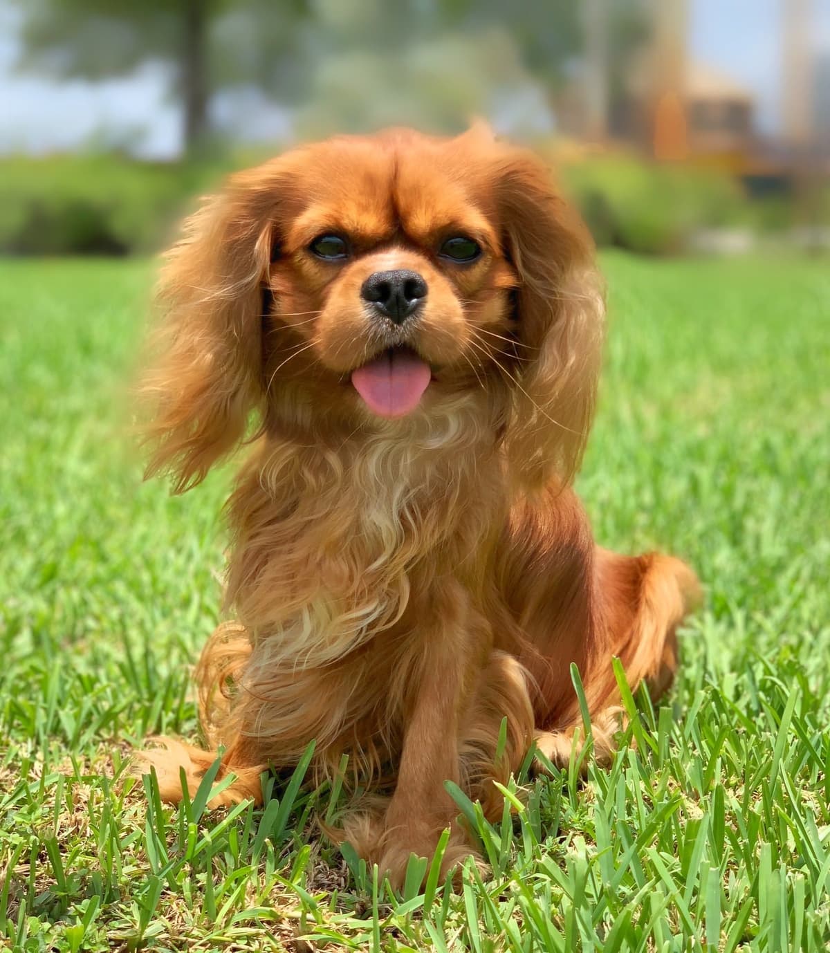 Cavalier King Charles Spaniel Puppies from Champion Bloodline breeder image 47
