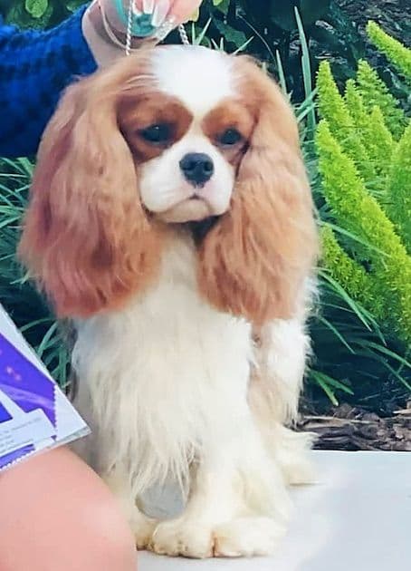 Cavalier King Charles Spaniel Puppies from Champion Bloodline breeder image 48
