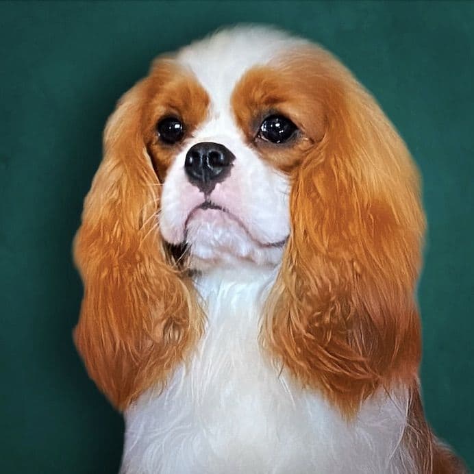 Cavalier King Charles Spaniel Puppies from Champion Bloodline breeder image 49