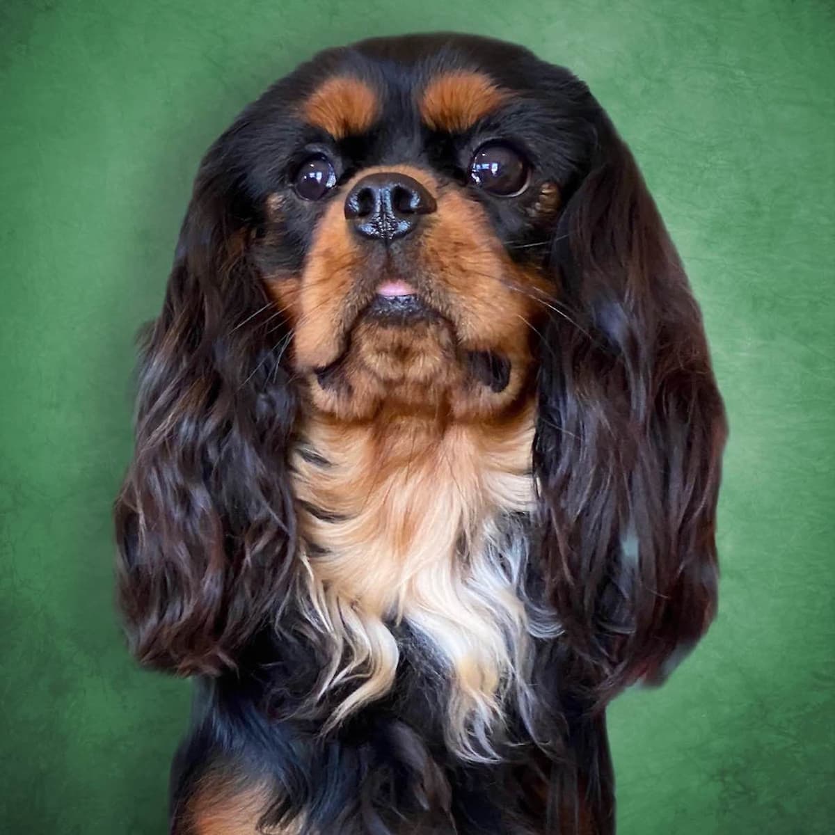 Cavalier King Charles Spaniel Puppies from Champion Bloodline breeder image 52