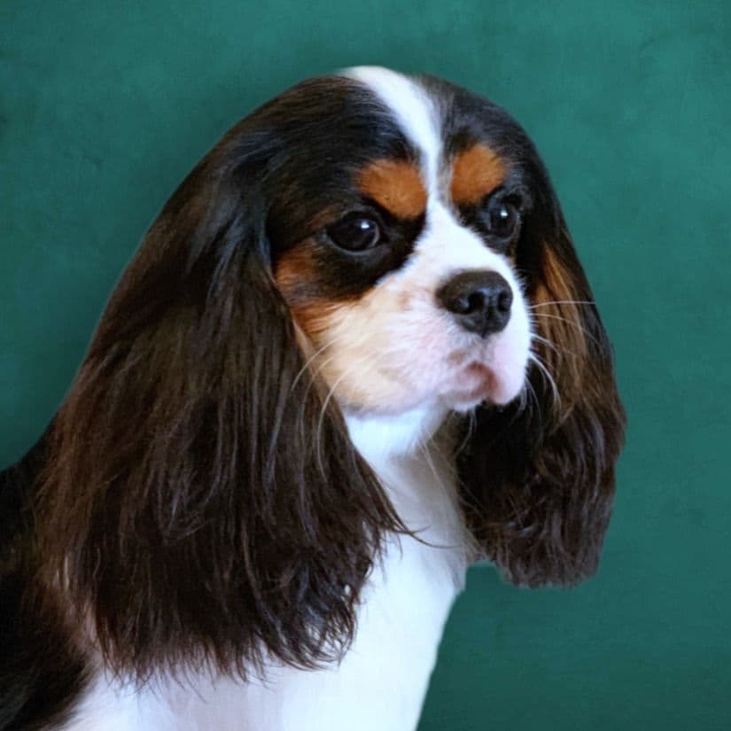 Cavalier King Charles Spaniel Puppies from Champion Bloodline breeder image 50