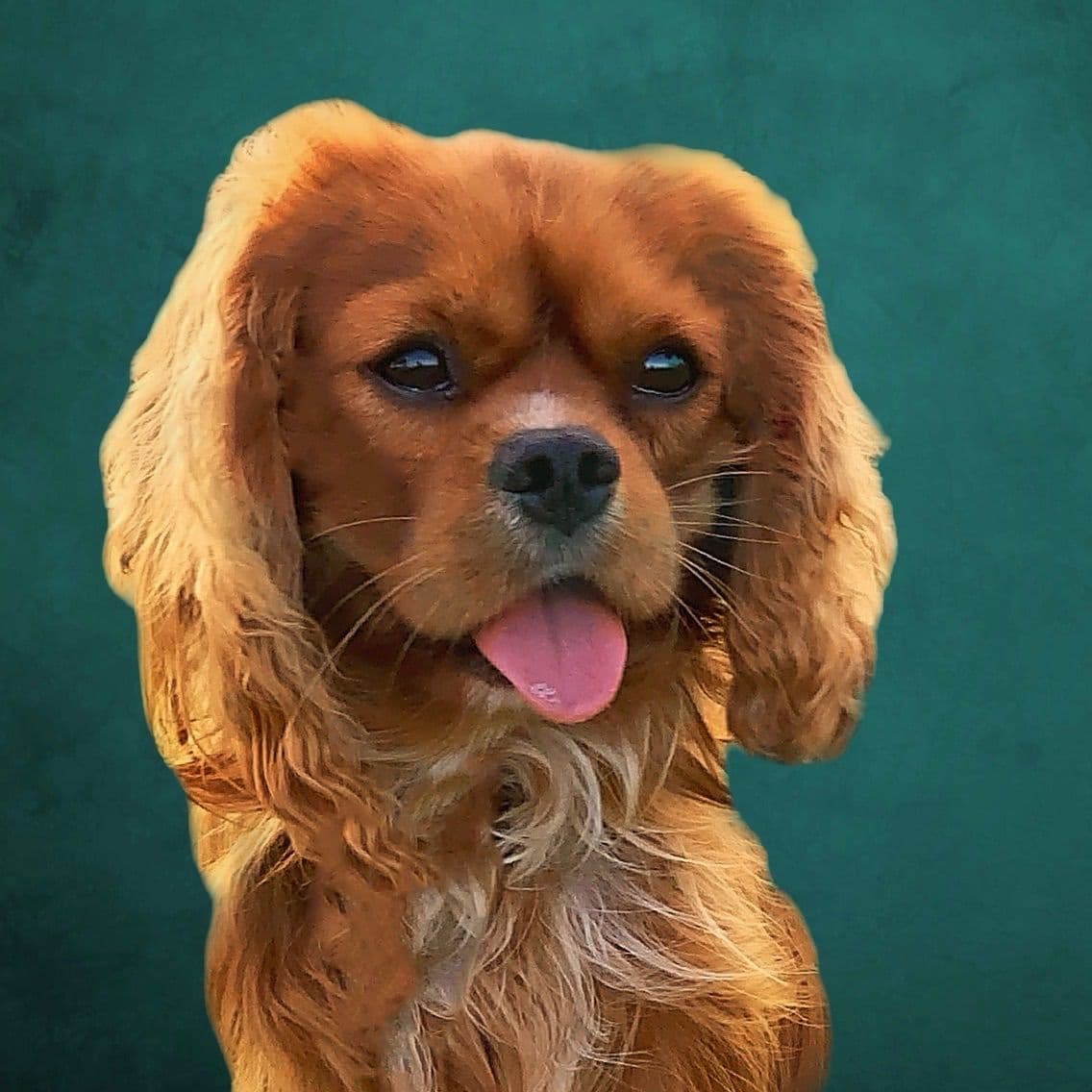 Cavalier King Charles Spaniel Puppies from Champion Bloodline breeder image 51