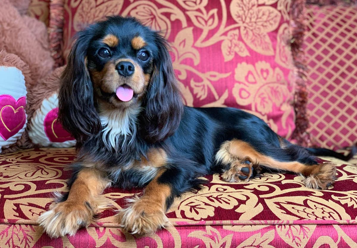 Cavalier King Charles Spaniel Puppies from Champion Bloodline breeder image 54