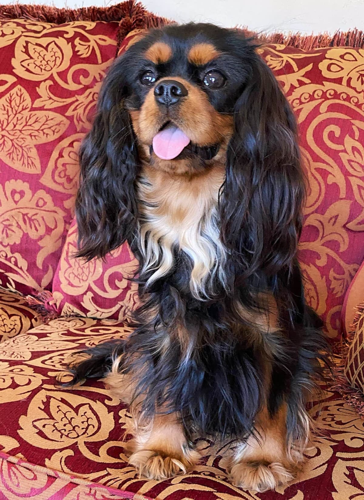 Cavalier King Charles Spaniel Puppies from Champion Bloodline breeder image 55