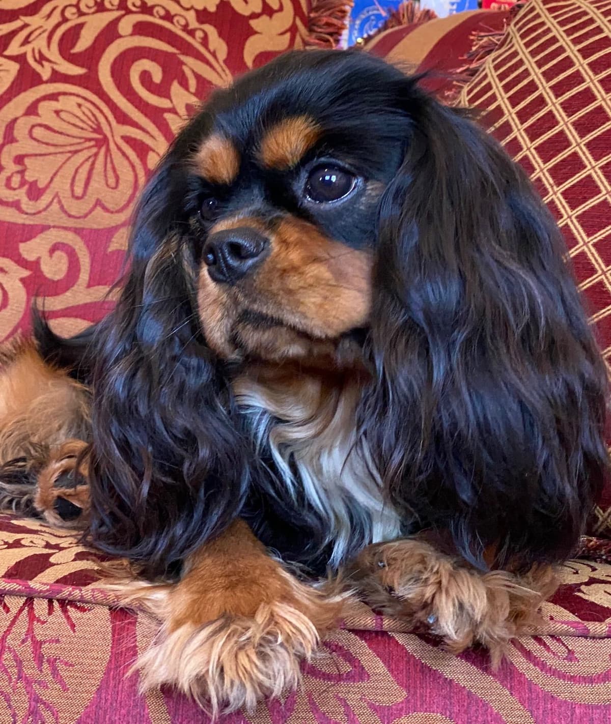 Cavalier King Charles Spaniel Puppies from Champion Bloodline breeder image 56